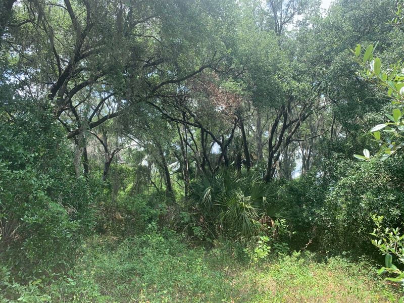 10 Acres with Pond and Views : Hudson : Pasco County : Florida