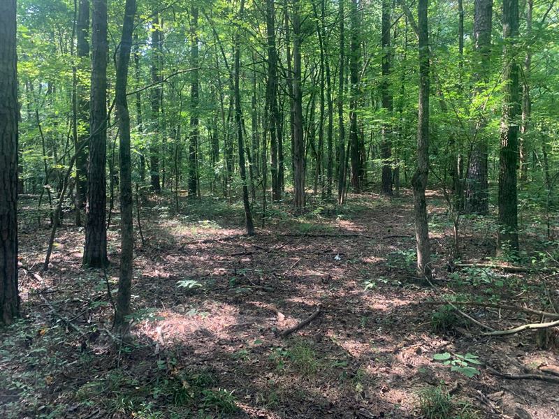 5 Acres Pangburn : Heber Springs : Cleburne County : Arkansas