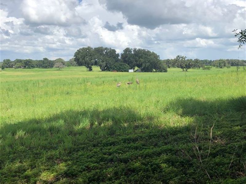16.1 Acres Lake Access : Brooksville : Hernando County : Florida