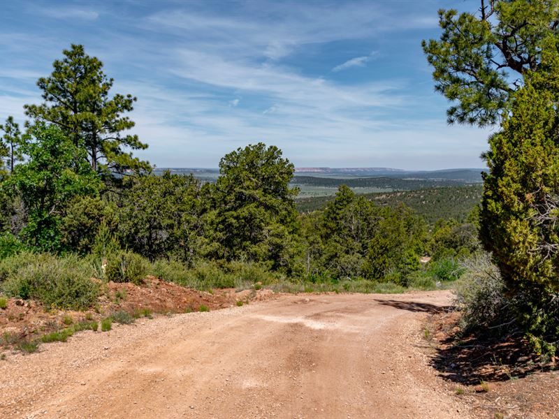 20 Wooded Mountain Acre Homesite : Ramah : Cibola County : New Mexico