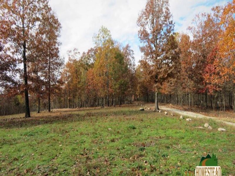 National Forest Frontage & Clearing : Vanzant : Douglas County : Missouri