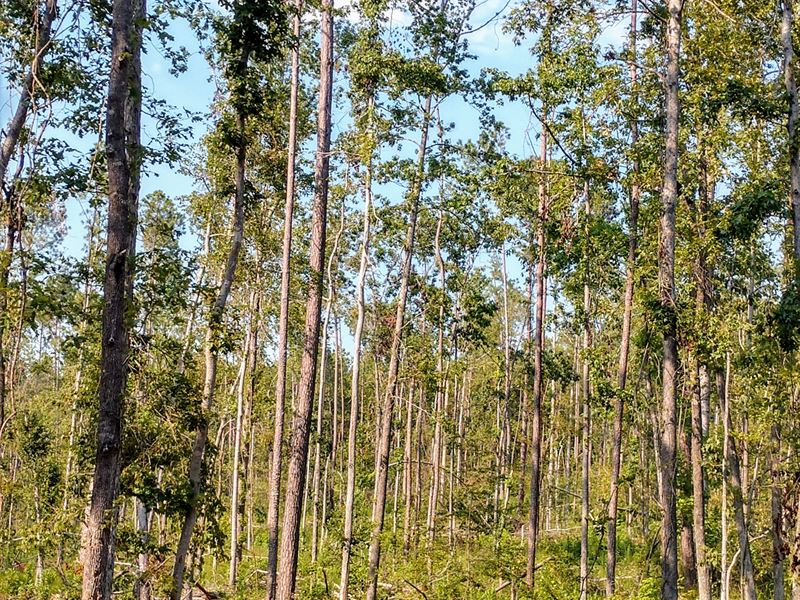 10 Ac Home Site with Creek : Macon : Jones County : Georgia