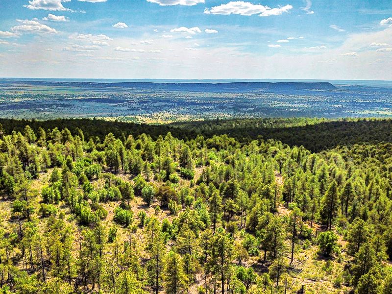 Financing Borders National Forest : Ramah : Cibola County : New Mexico