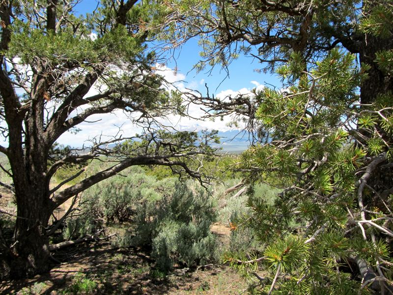 Mature Trees, Rolling Hills, 245/Mo : Fort Garland : Costilla County : Colorado