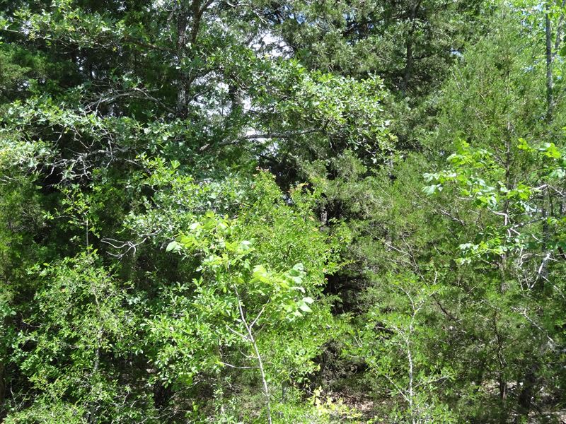 10 Acres in TX with Many Trees : Eustace : Henderson County : Texas