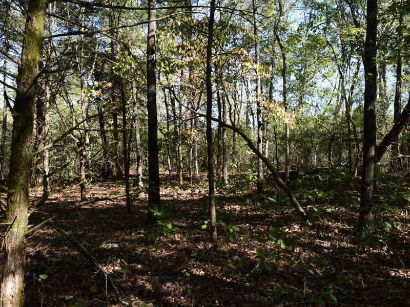 15 Acres of Wooded, Quiet Count : Ravenden : Randolph County : Arkansas