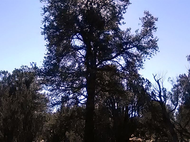 Treed Land, Road Access, $145/Mo : Seligman : Yavapai County : Arizona