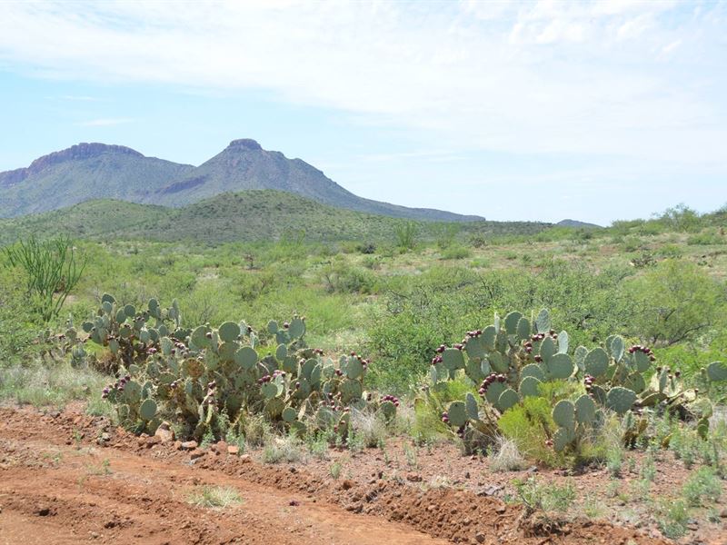 Spectacular Acreage, Only $275 P/Mo : Douglas : Cochise County : Arizona