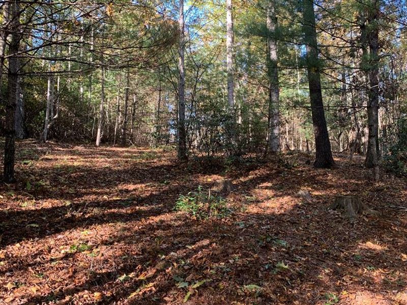 Wooded Lot in Blue Ridge Mountains : Independence : Grayson County : Virginia