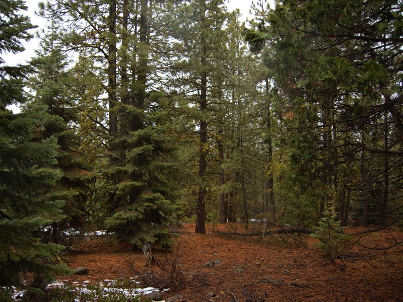 Wooded Oasis, $210/Month : Bonanza : Klamath County : Oregon