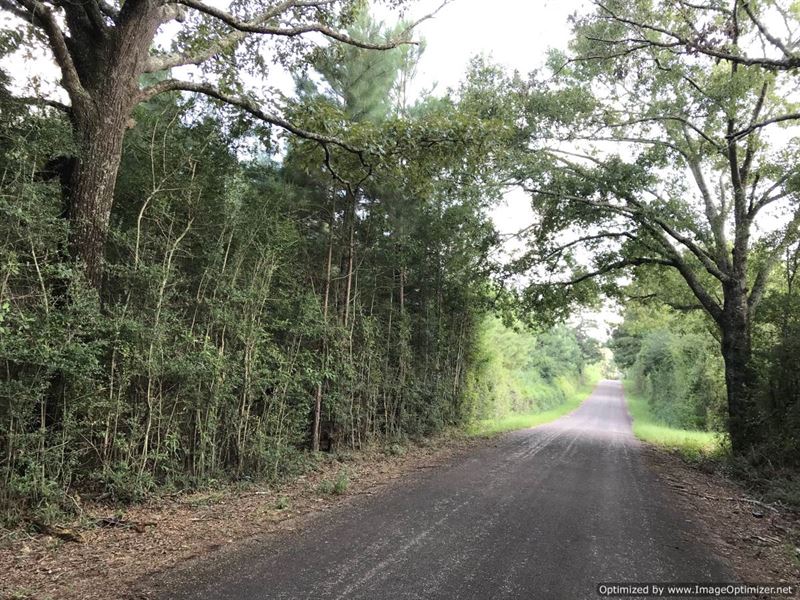 Beautiful 5Ac Tract Ready For Home : Magnolia : Pike County : Mississippi