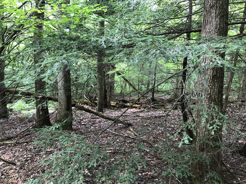 Near Kennedy State Forest : Cortland : Cortland County : New York