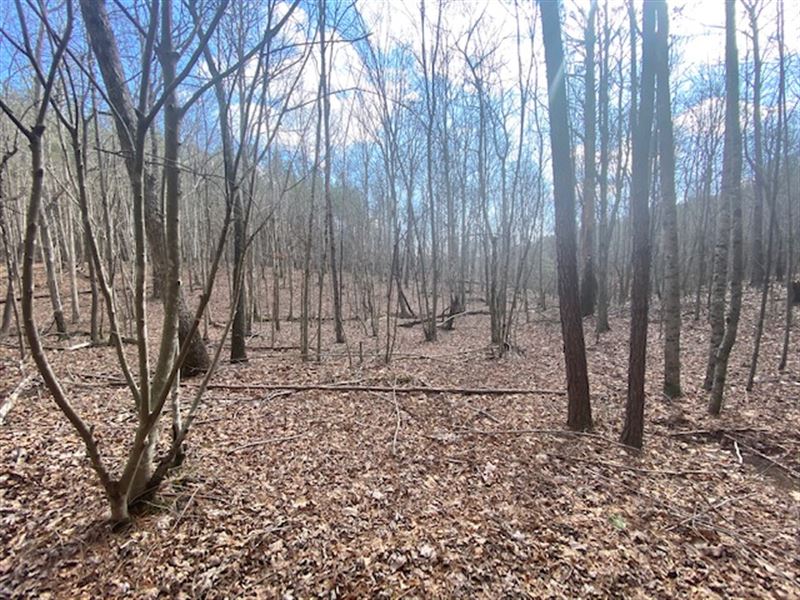 5.00 +/- Acres Wooded Property : South Pittsburg : Marion County : Tennessee