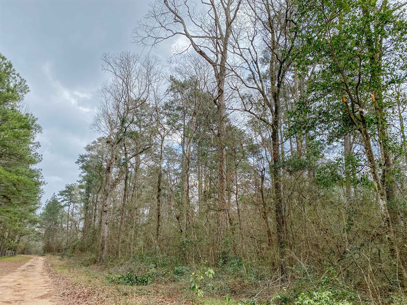 10 Acres Oak Ridge Road : Willis : San Jacinto County : Texas
