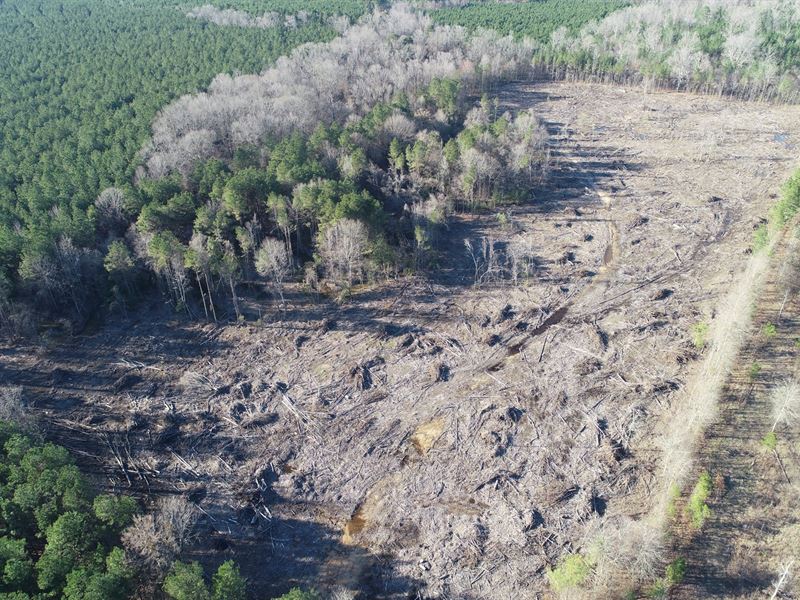 Young Planted Pine, Natural Timber : Strong : Union County : Arkansas