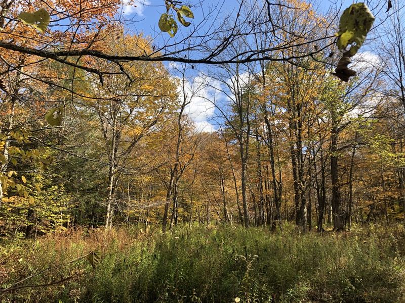 Osceola Camp Site : Osceola : Lewis County : New York
