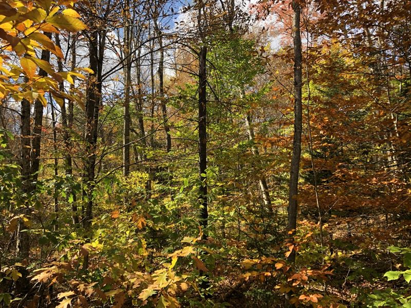 Potter Road Camp Lot : Osceola : Lewis County : New York