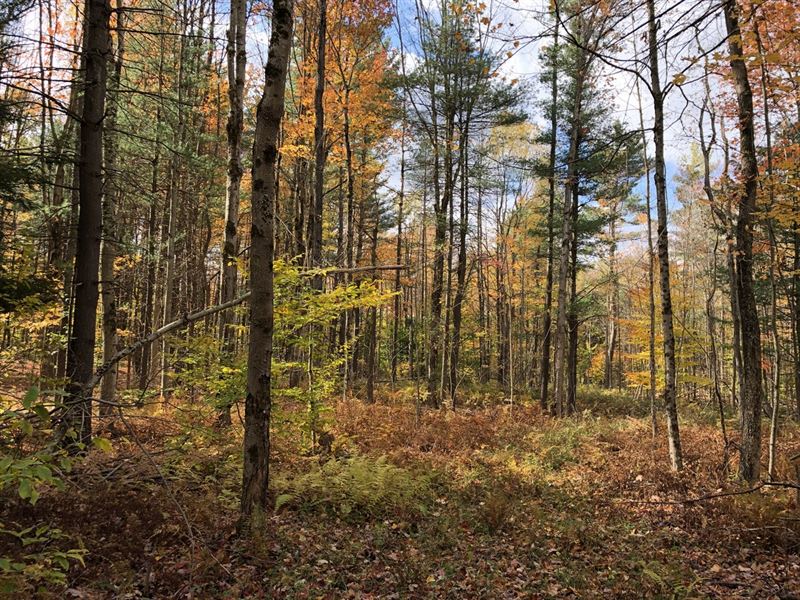 On Maple Lane : Osceola : Lewis County : New York