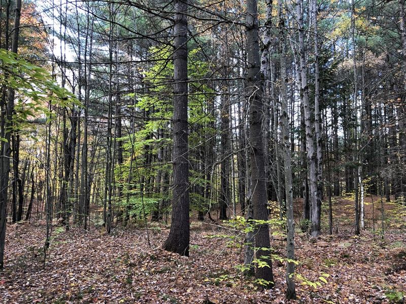 Prince Brook Forest : Osceola : Lewis County : New York