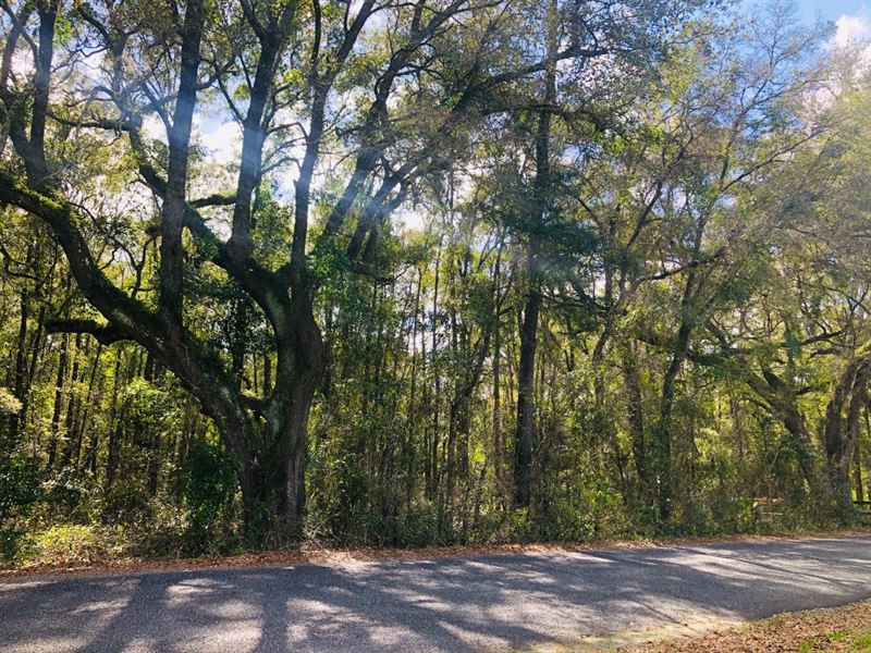 High Springs Vacant Land : High Springs : Alachua County : Florida