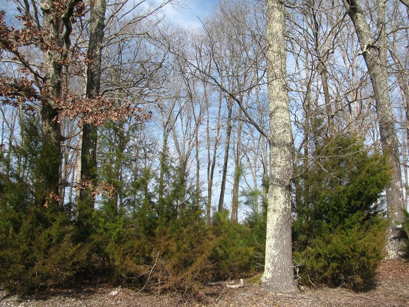 Country Building Lot, MS : Corinth : Alcorn County : Mississippi