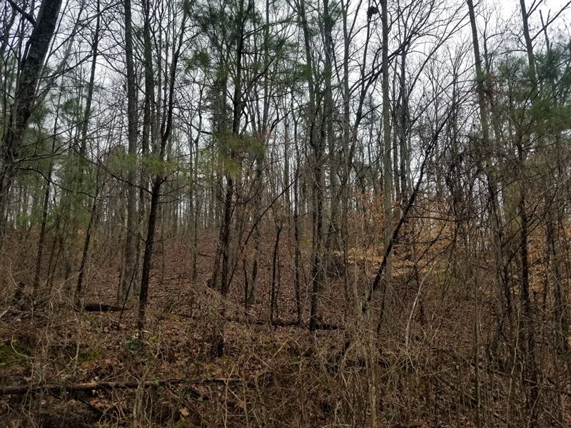 12.6 Acre Collinwood Lutts TN Wood : Collinwood : Wayne County : Tennessee