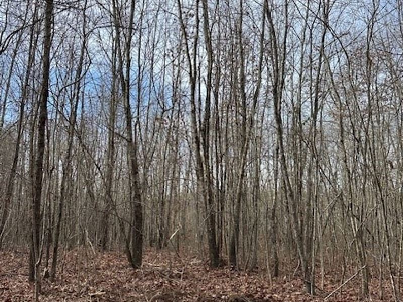 5 Acres Wooded and Level Near : Sequatchie : Marion County : Tennessee