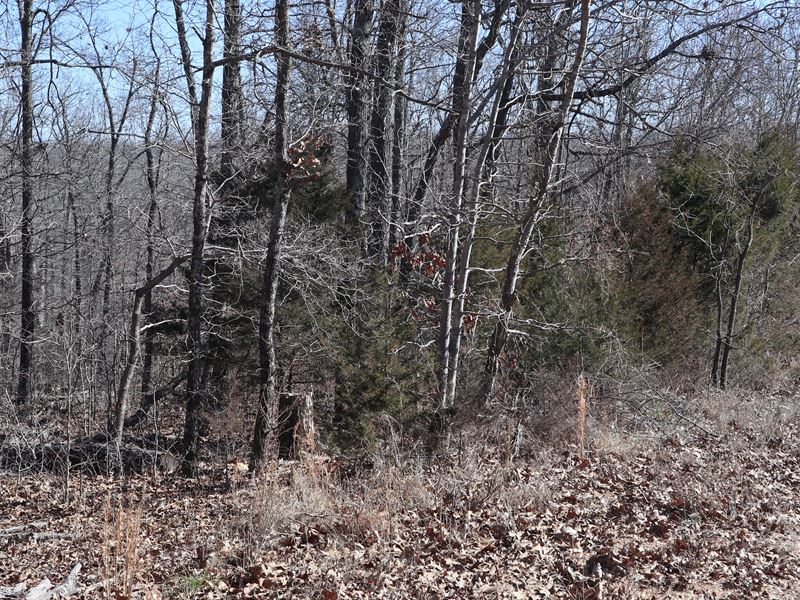 Vacant Land Near Ash Flat, AR : Ash Flat : Fulton County : Arkansas