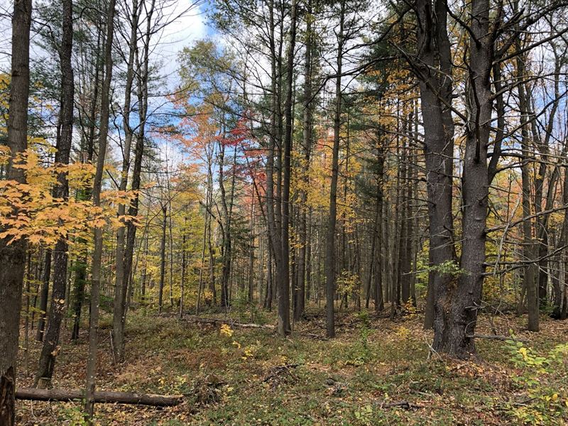 Prince Brook Camp Lot : Osceola : Lewis County : New York