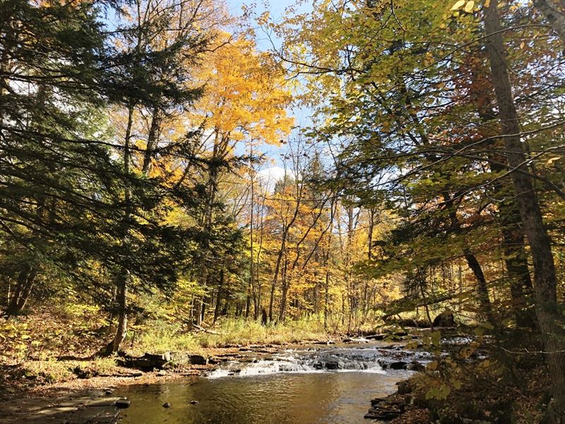 Prince Brook Cabin Site : Osceola : Lewis County : New York