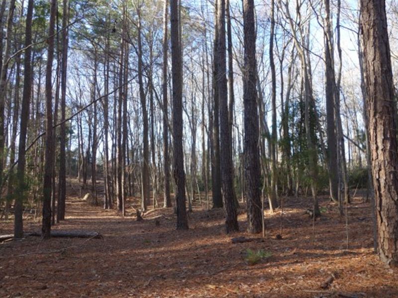 8 Acres, Fairfield County, SC : Ridgeway : Fairfield County : South Carolina
