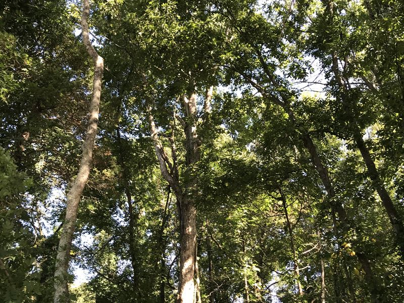 Greenes Corner, Lots 10-12 : Bumpass : Louisa County : Virginia
