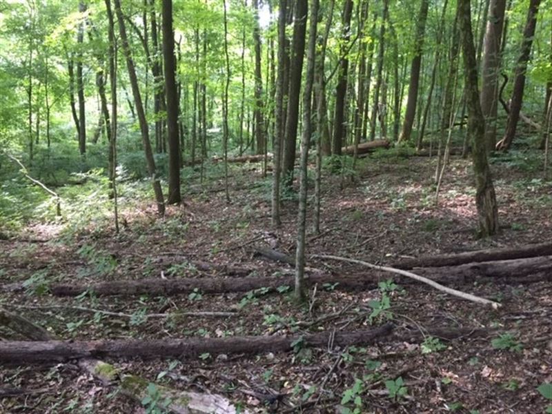 Build Your Dream Home, Wooded Home : Franklin : Williamson County : Tennessee