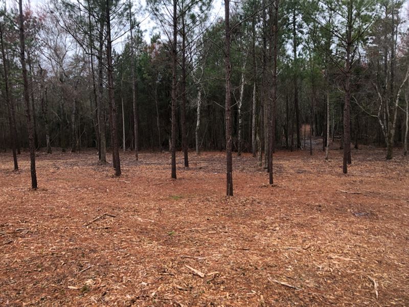 Estate Lots in Auburn City Limits : Auburn : Lee County : Alabama