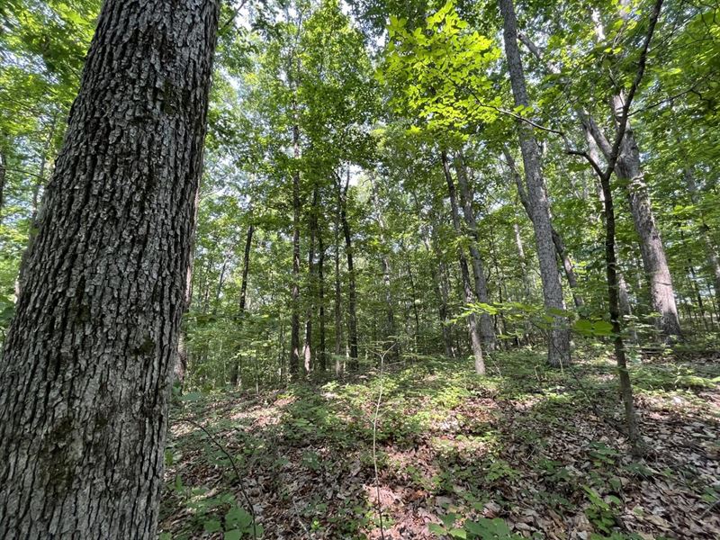 Franklin County Homestead Parcel 1 : Russellville : Franklin County : Alabama