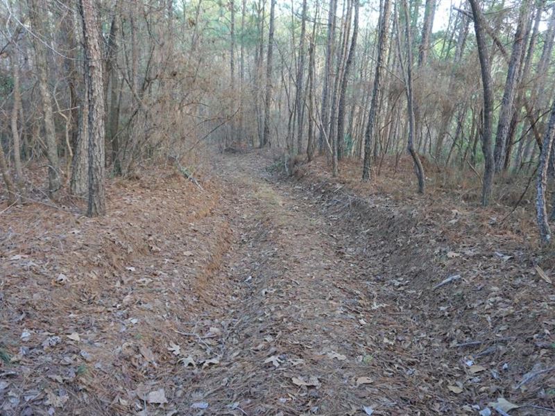 Marion Timber and Hunting Tract : Marion : Perry County : Alabama