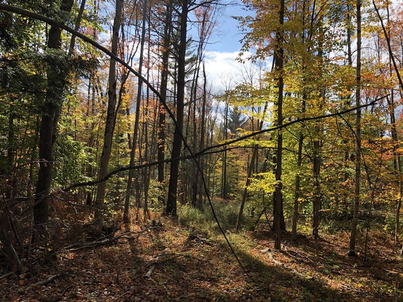 Near Prince Brook : Osceola : Lewis County : New York