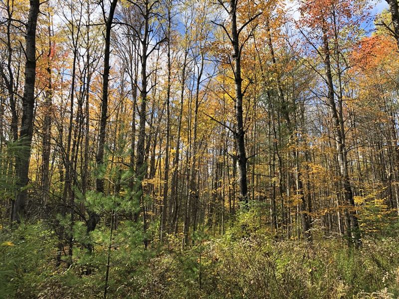 Cabin-Ready Building Site : Osceola : Lewis County : New York