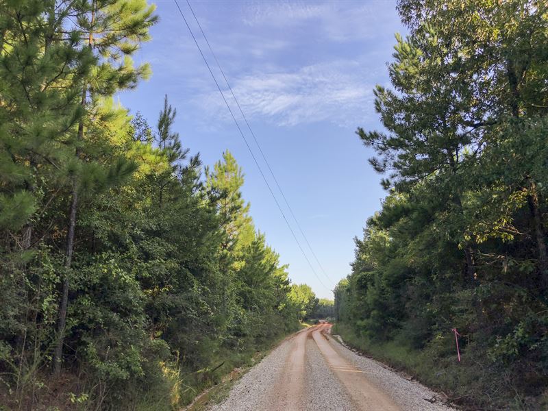 15 Acres Tevis T5 : Livingston : Polk County : Texas