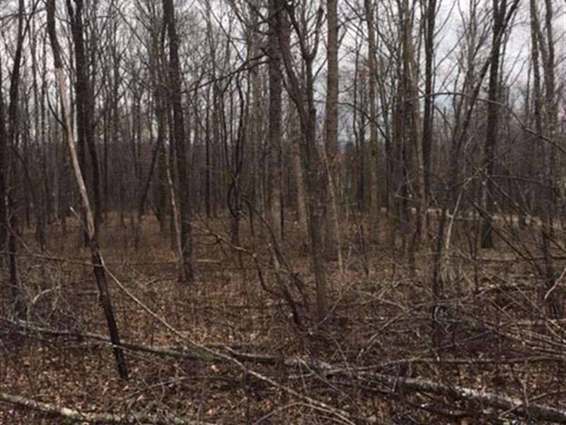 6.19+/-Acres Wooded South Pittsburg : South Pittsburg : Marion County : Tennessee