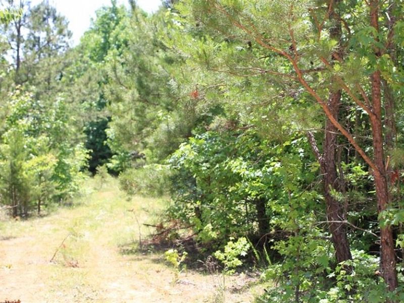 6.20 Acre in Decatur County, TN : Bath Springs : Decatur County : Tennessee