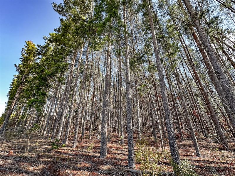 NE Liquorice Way : Lee : Madison County : Florida
