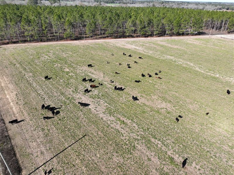 3 Acre Homesite Opportunity in Hous : Dothan : Houston County : Alabama