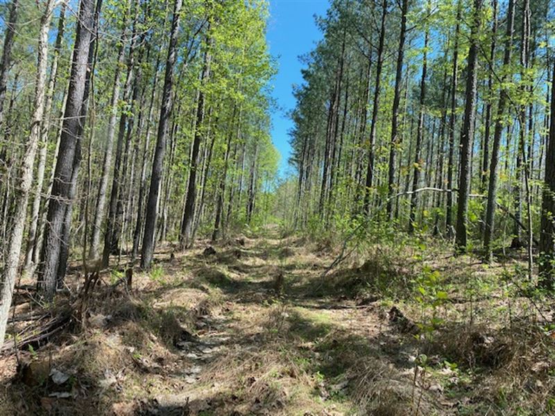 11.22 +/- Acres Wooded : South Pittsburg : Marion County : Tennessee