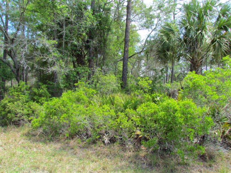 .49 Acre Lot 778585 : Inglis : Levy County : Florida