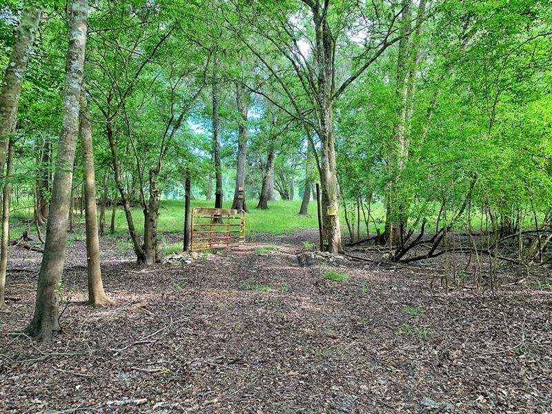 Suwannee River Waterfront Acreage, Lot for Sale in Florida, 239824