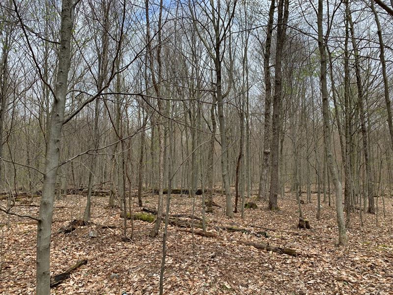Building Lot Close to Oneida Lake : Vienna : Oneida County : New York