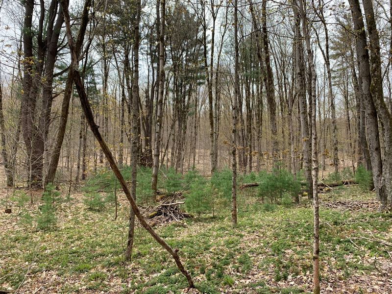 Walk to Stone Barn State Forest : Vienna : Oneida County : New York