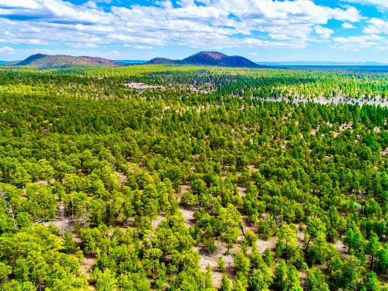 Wooded Land Near National Forest : Grants : Cibola County : New Mexico