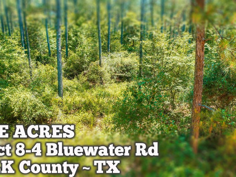 5 Acres in Polk County : Livingston : Polk County : Texas